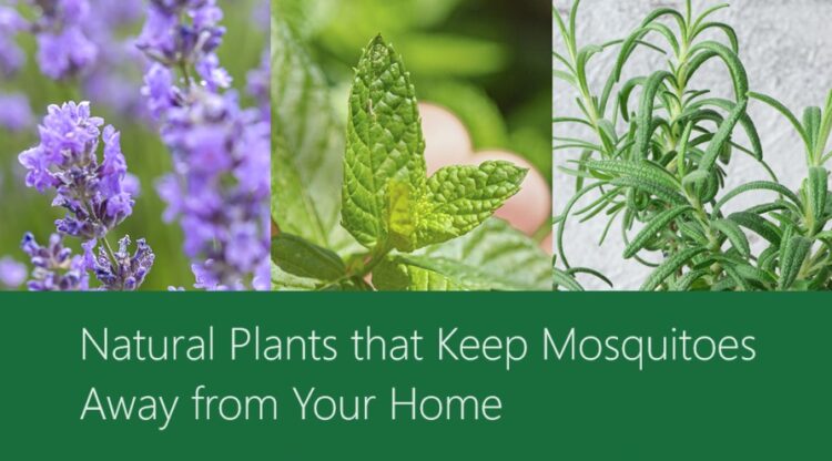 Plants that Keep Mosquitoes Away from Your Home